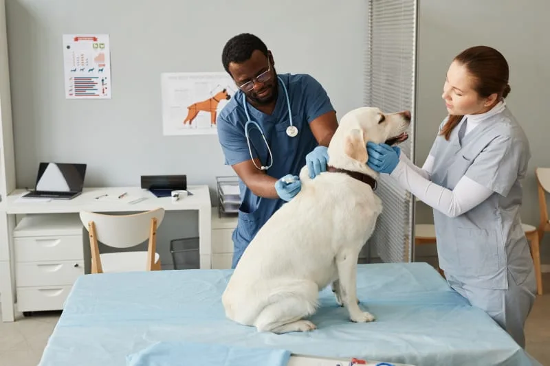 Pet Wellness Plan Benefits