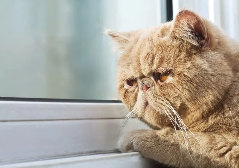 How To Help A Constipated Cat