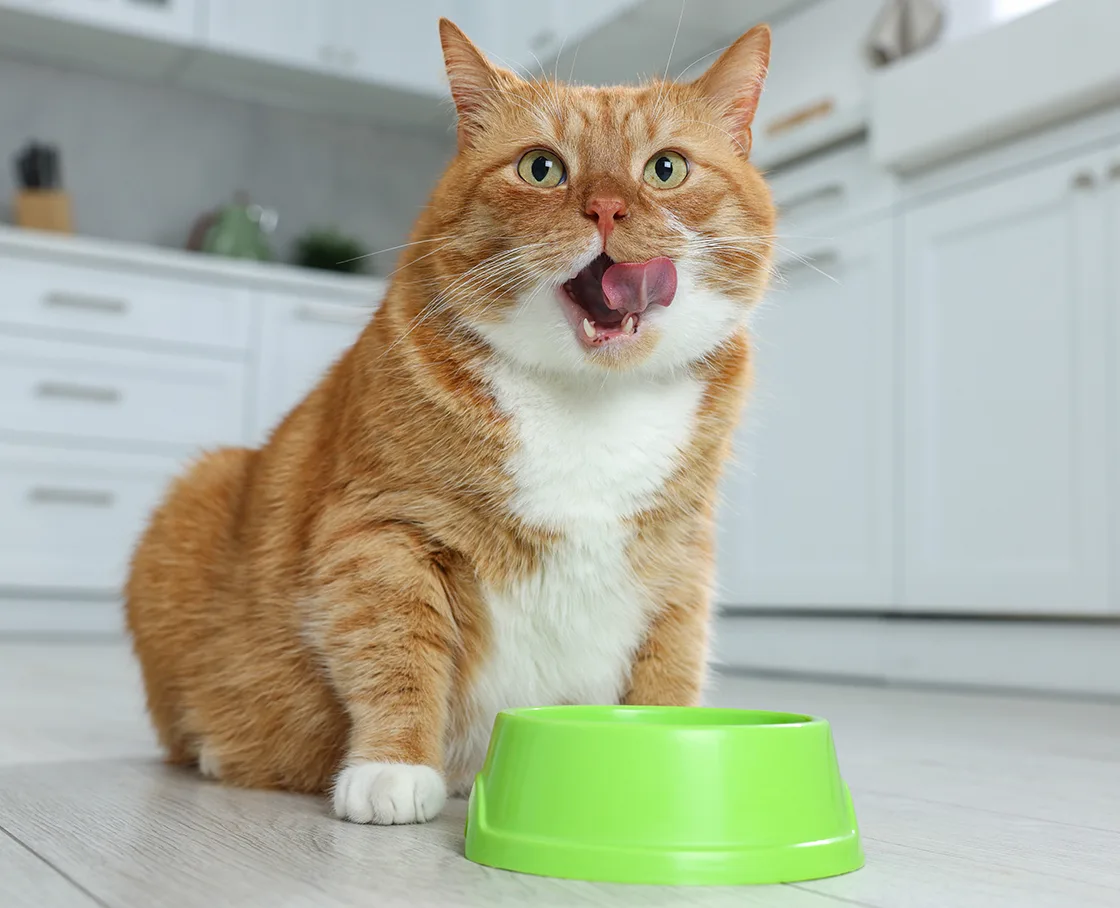 ginger tabby licking mouth with green bowl in kitchen