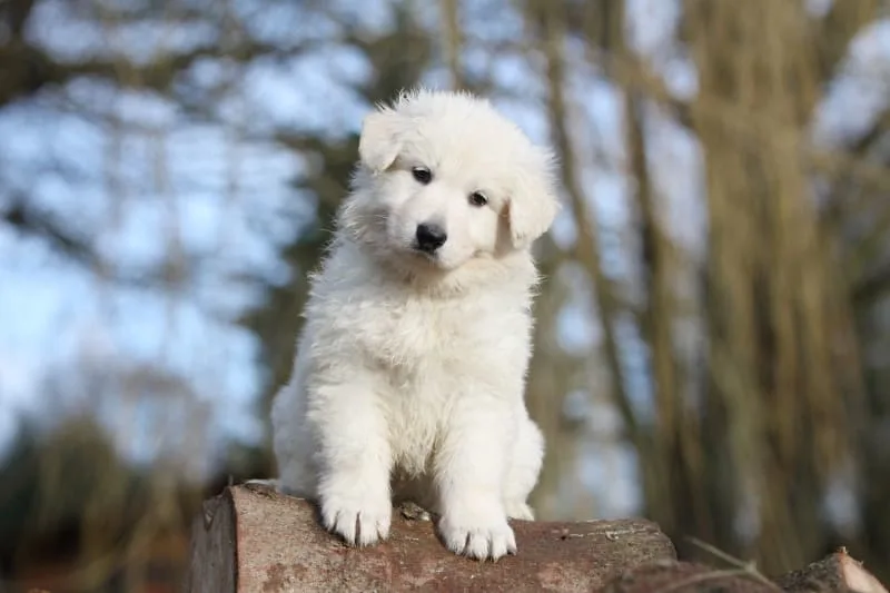 Puppy's First Vet Visit Checklist & What to Expect