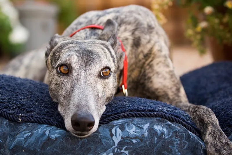 Types Of Anemia in Dogs & Signs to Watch For