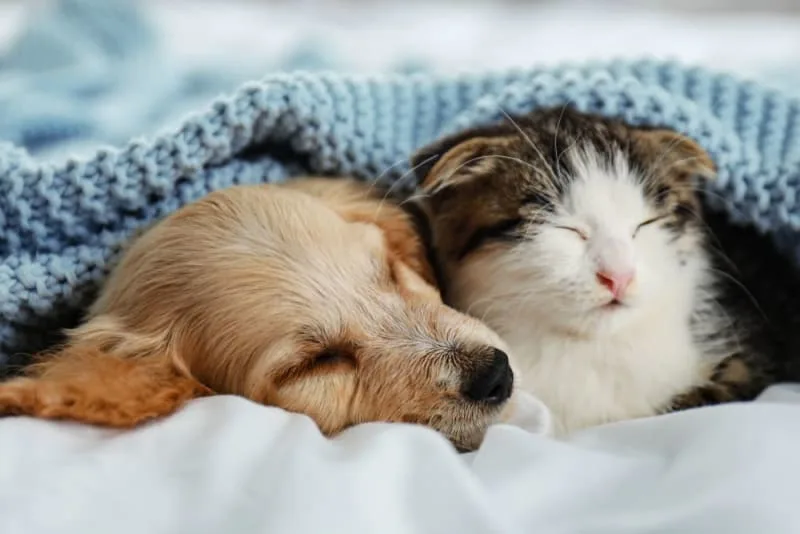 Puppy & Kitten: Are They a Good Match?