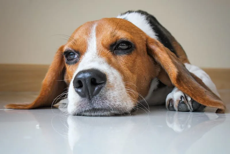 Can dogs get salmonella poisoning?