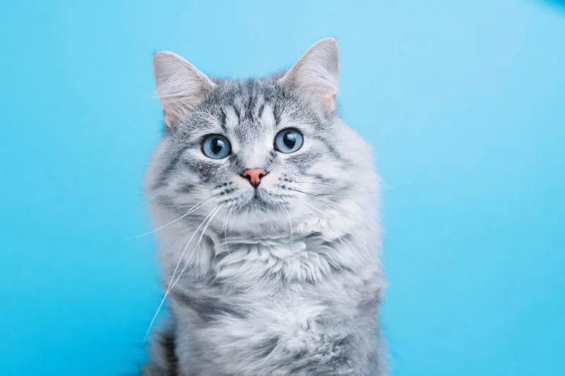 Can Cats Have Asthma?