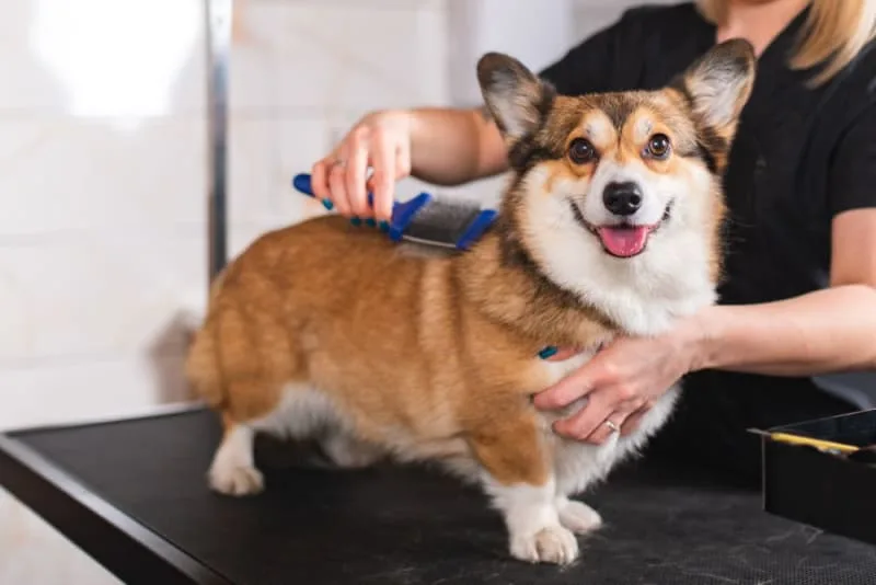 Dandruff in Dogs: Causes & Treatment
