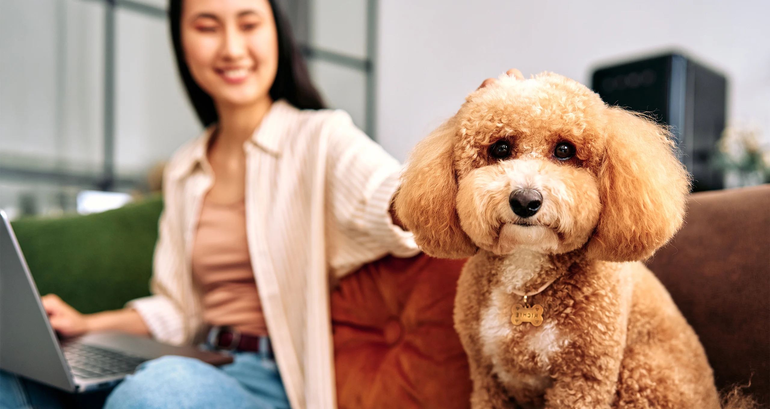 h groomed poodle with woman and computer in background