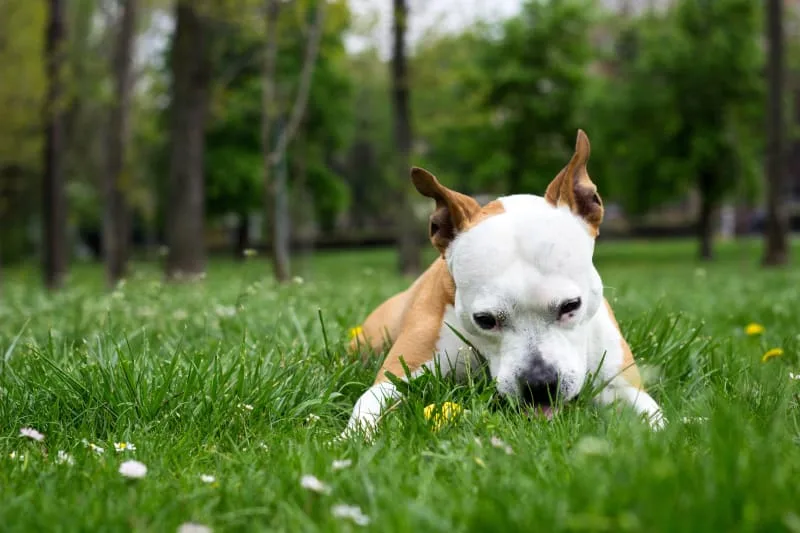 Why Does My Dog Eat Everything Off The Ground? Overeating In Dogs