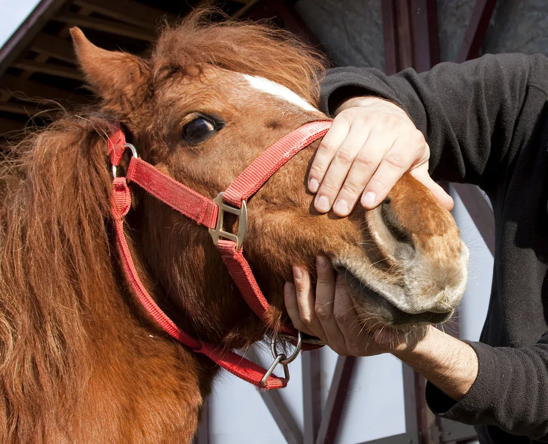 tech trying to open a horses mouth