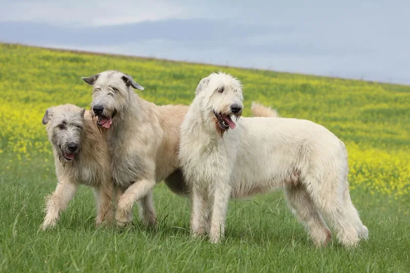 Dog Intestinal Blockage Surgery - A Lifesaving Procedure for Dogs