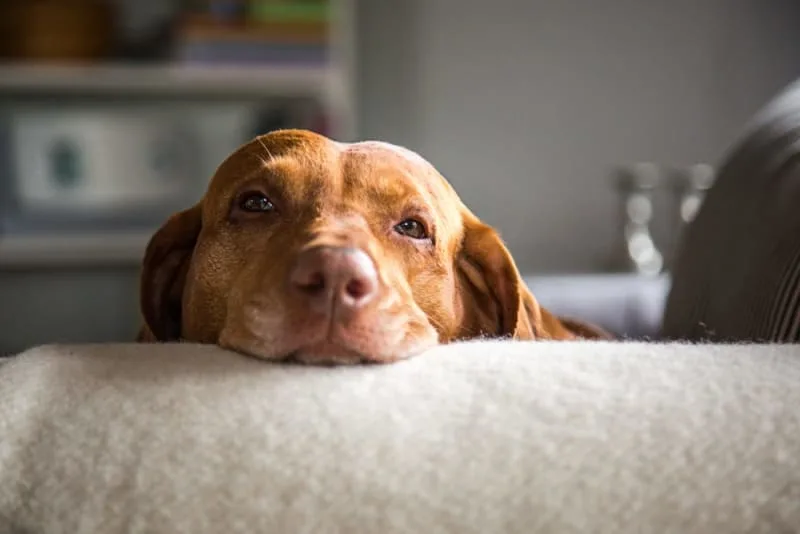 How long can you leave a dog alone?