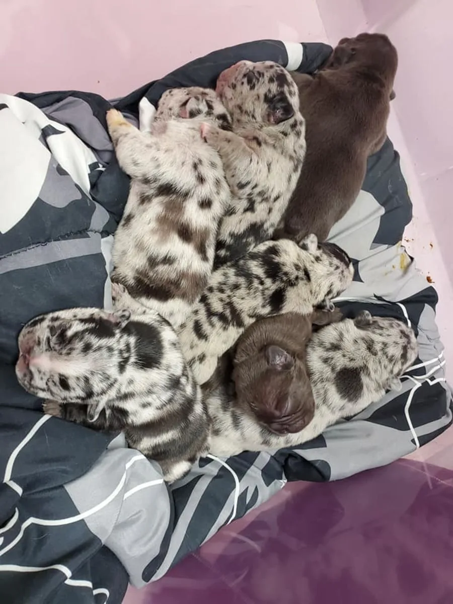 Vet for Puppies in Goleta