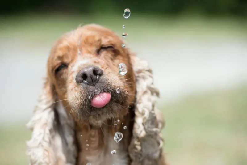 How Long Can a Dog Go Without Water?