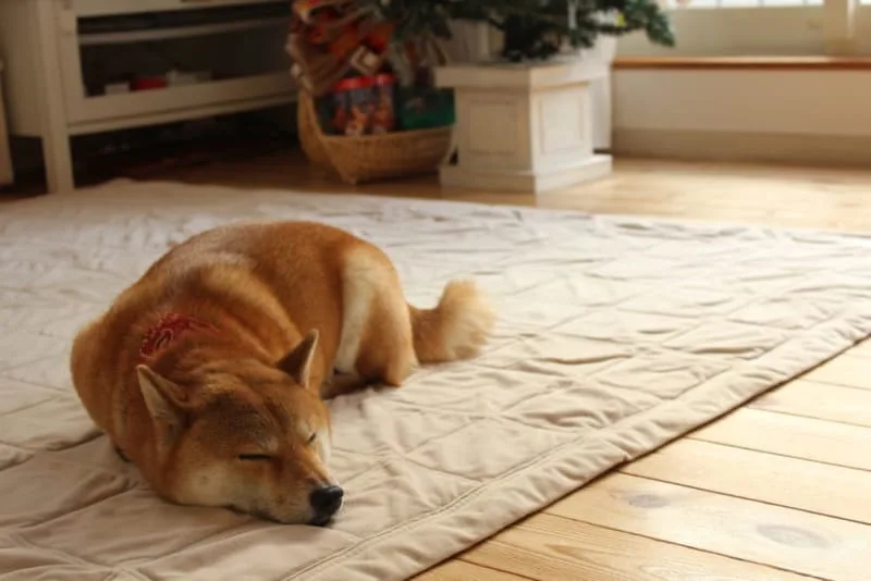 What is medical pet boarding?