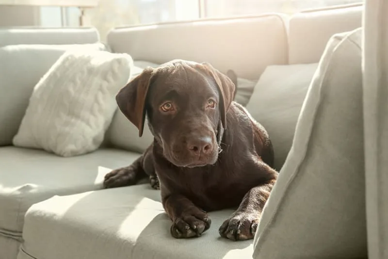 Tips For Leaving Your Dog Home Alone