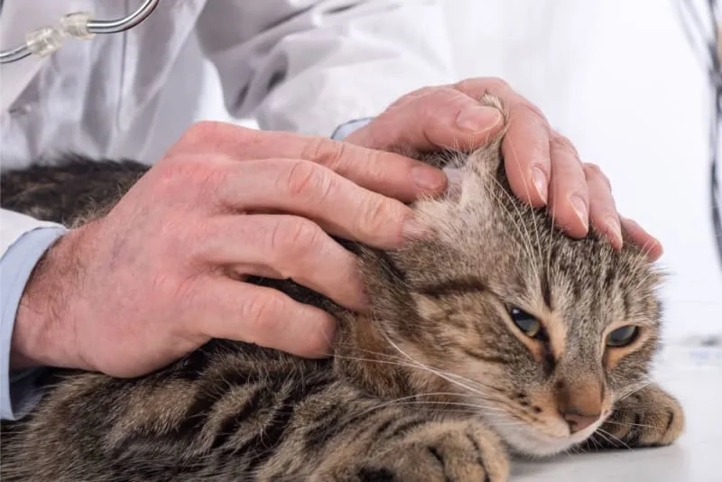 Aural Hematoma in Cats: When Is Surgery Needed?