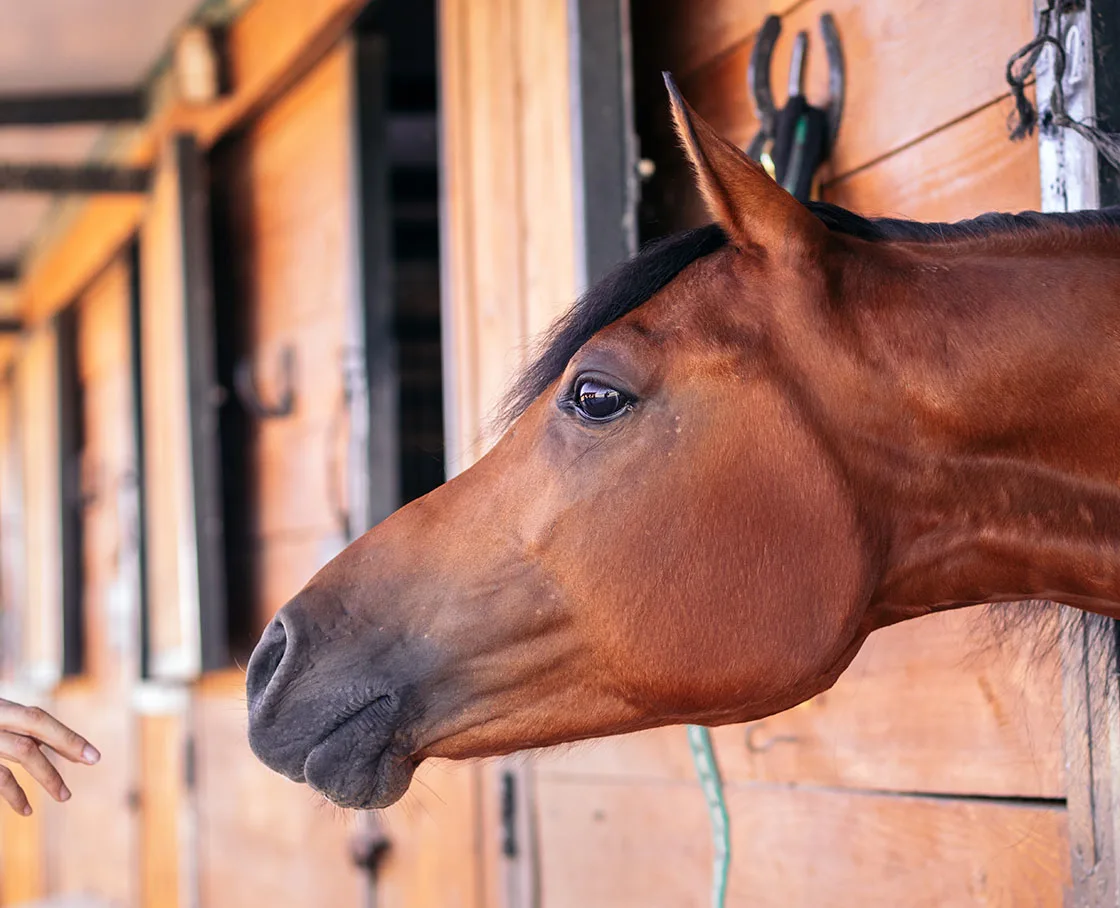 hand reaching out for horse in stable