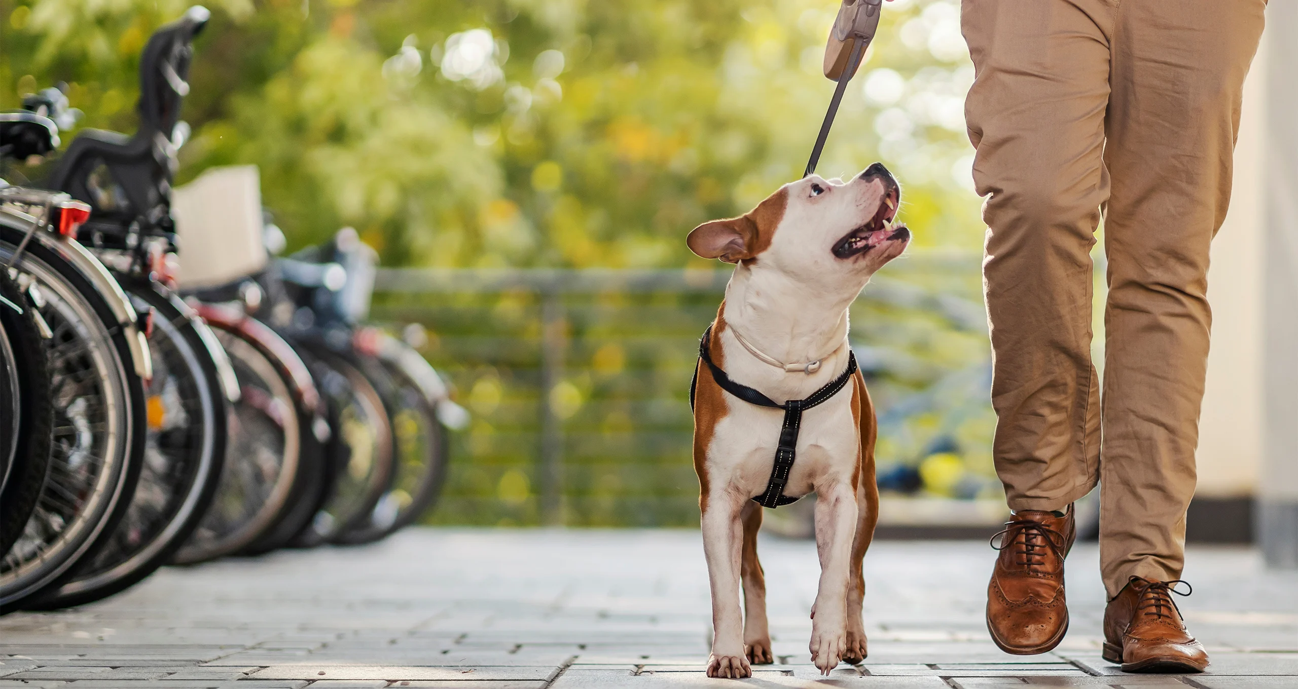 h man walking mixed breed on sidewalk with bikes