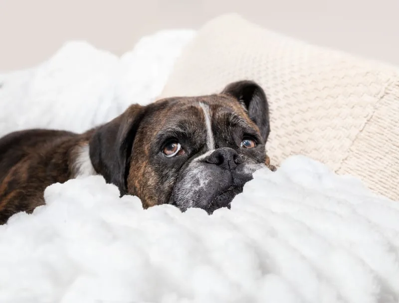 Does My Dog Have Tapeworms?