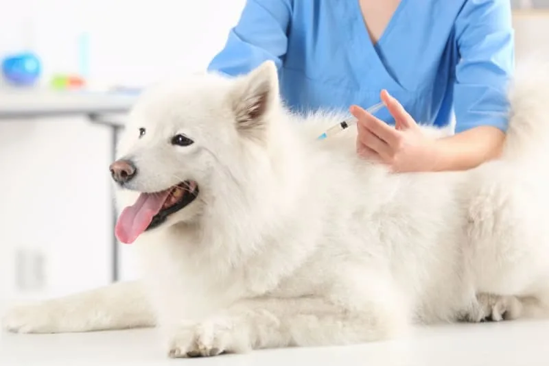 Common Reactions to Vaccines in Dogs