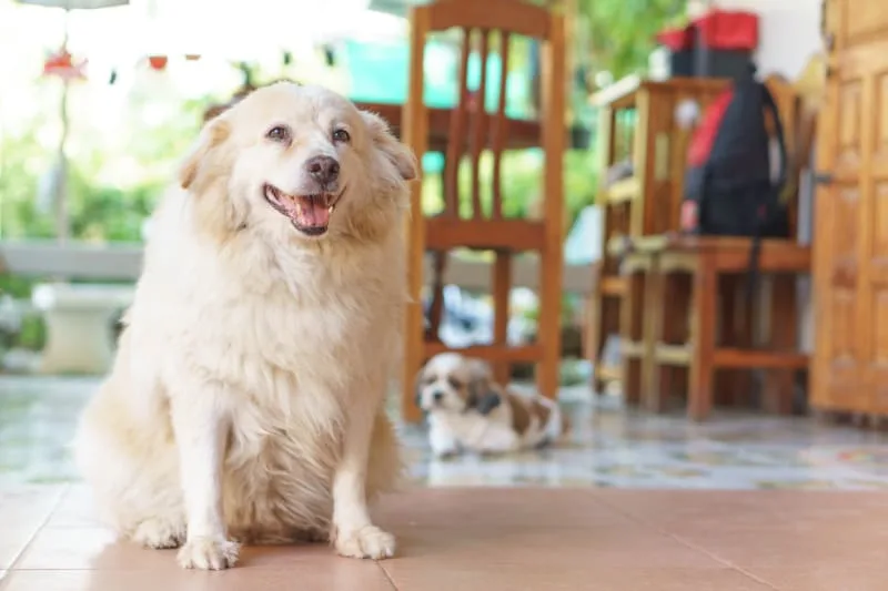 Is Your Dog Overweight? Signs, Symptoms & What to Do