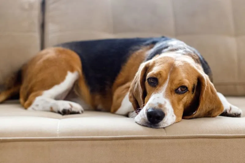 Can a Vaccinated Dog Get Rabies?