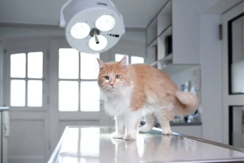 Understanding Soft Tissue Surgery in Pets