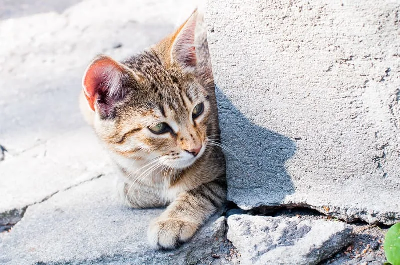 Steps to Help You Find a Lost Cat