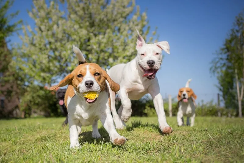 What To Do With Your Dog When You Travel