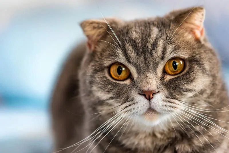 How to Tell if Your Cat is Overweight