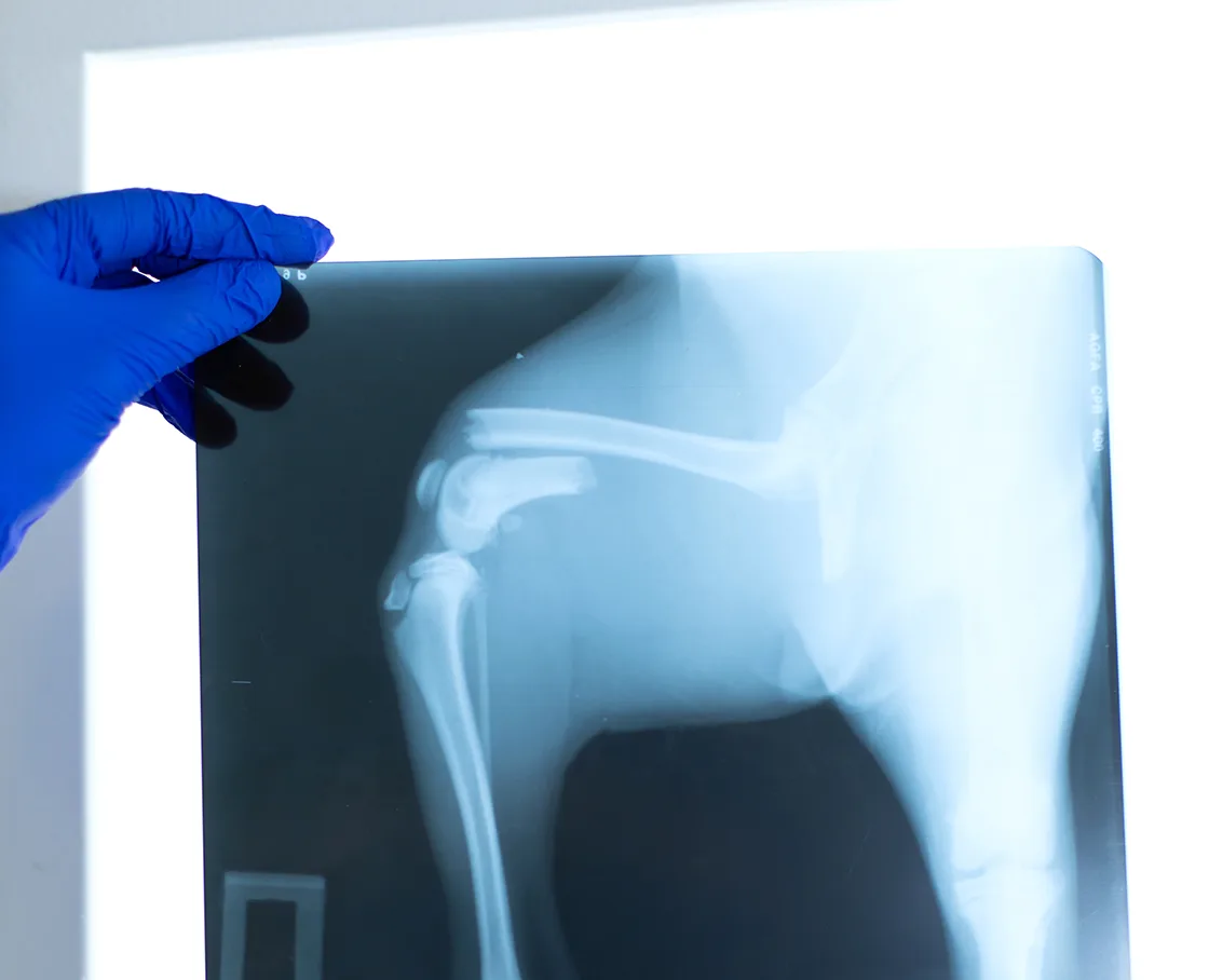 Orthopedic xray image of dog femur