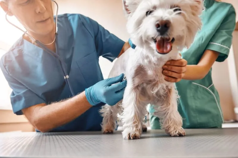 Making the Most of Your Pet's Routine Exam: What to Ask Your Vet