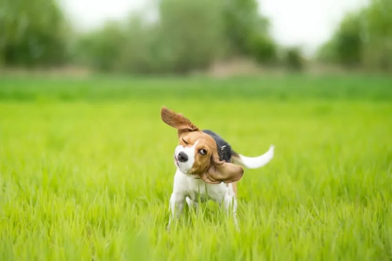 Why does my dog keep shaking his head?