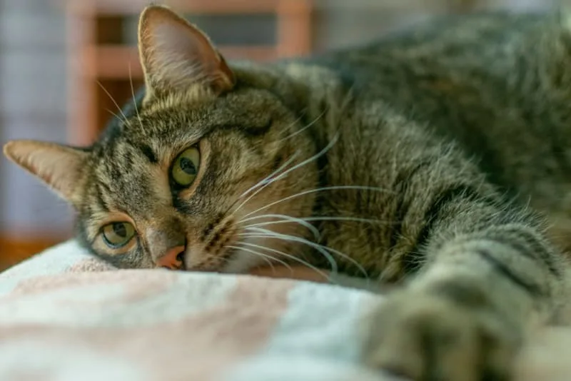 Vomiting & Diarrhea  in Pets That Won't Stop: Causes & What to Do