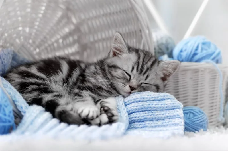 The Complete Guide To Kitten Care