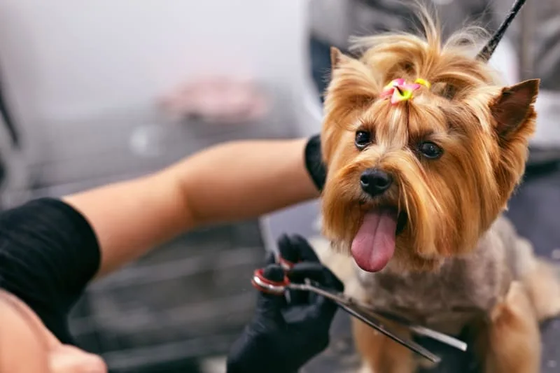 Grooming Puppies: When & How to Do It