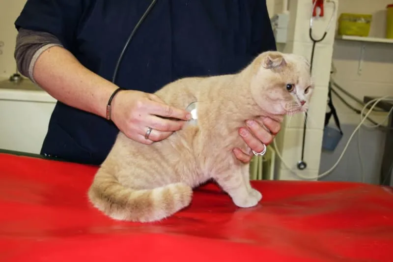 Symptoms of Parvovirus in Cats