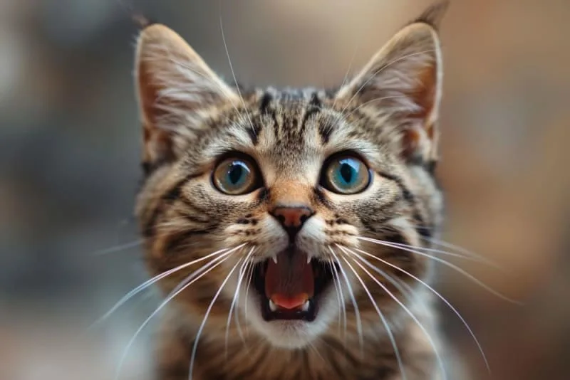 Stomatitis in Cats