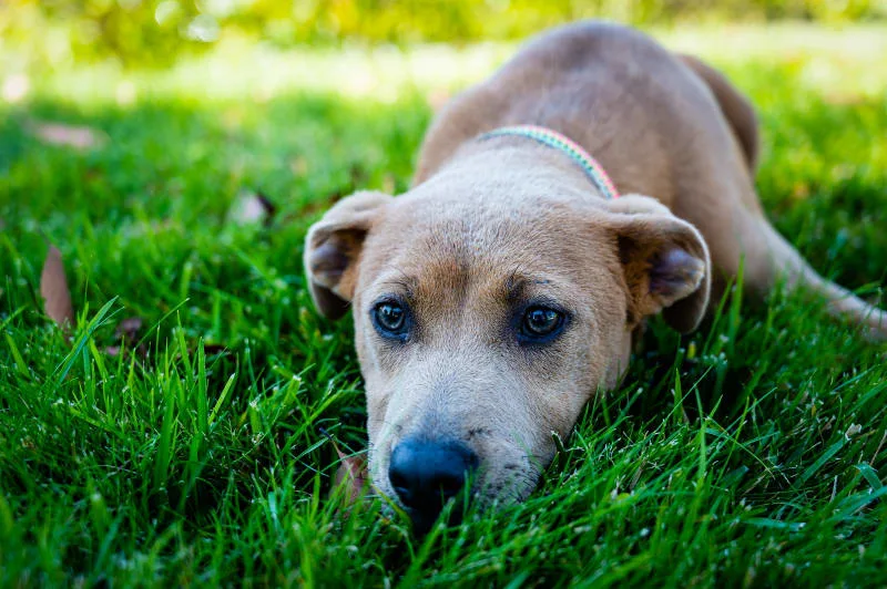 Blood in Dog's Stool: Is It an Emergency?