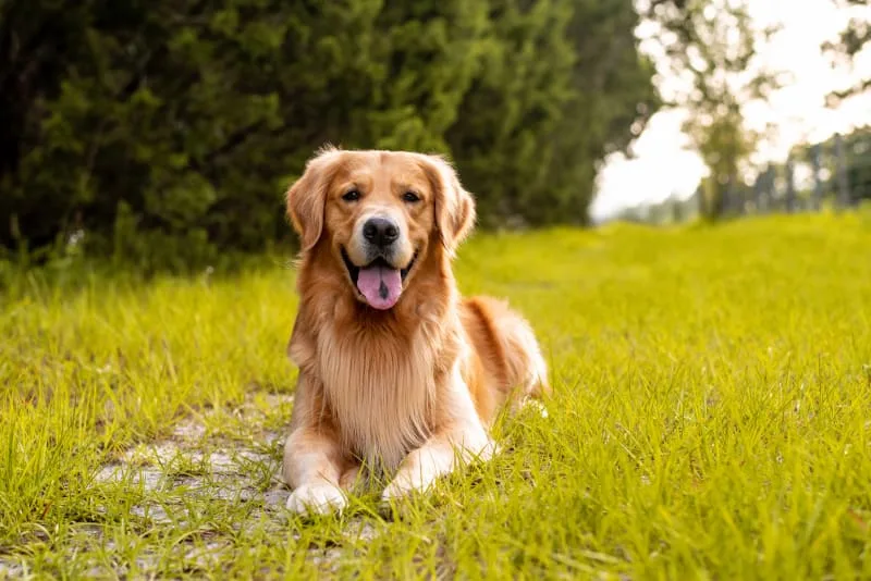 Bordetella in Dogs
