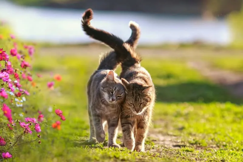 Does My Cat Need a Friend?