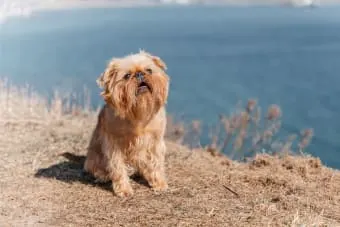 Dogs Eating Grass: Is it safe?