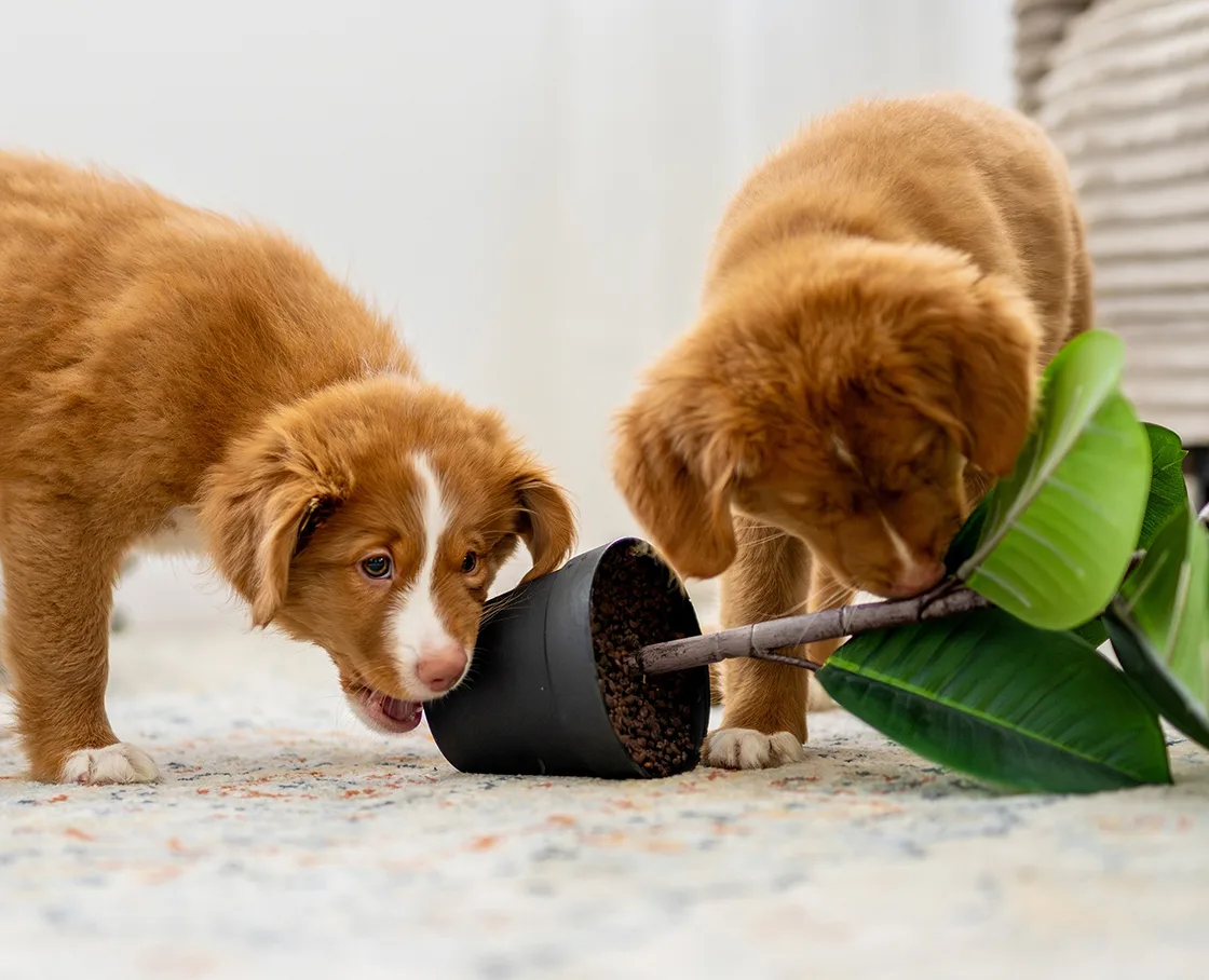 two puppies knocking over plant and eating container
