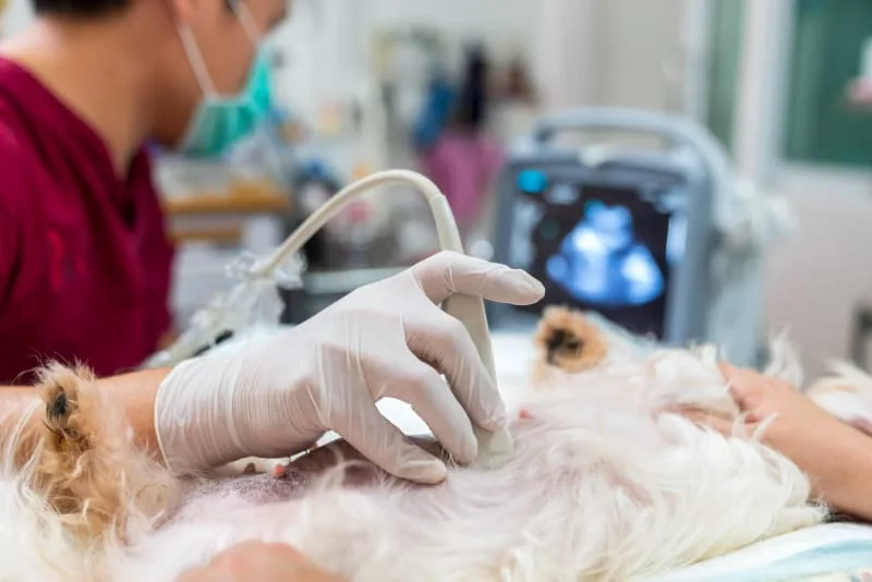 Why Your Pet Might Need an Ultrasound