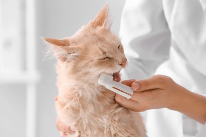 Cat Teeth Cleaning: How to Clean Cat's Teeth?