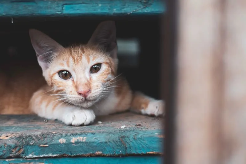 Fungal Infections in Cats: What You Should Know