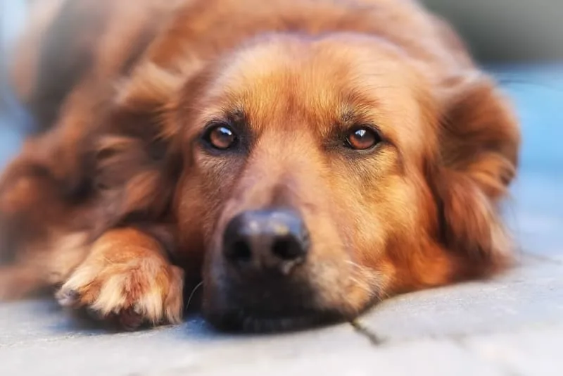 Chronic Pain Conditions in Dogs