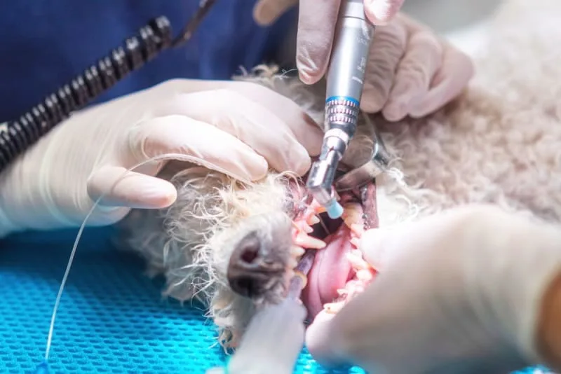 Common Dental Problems in Dogs