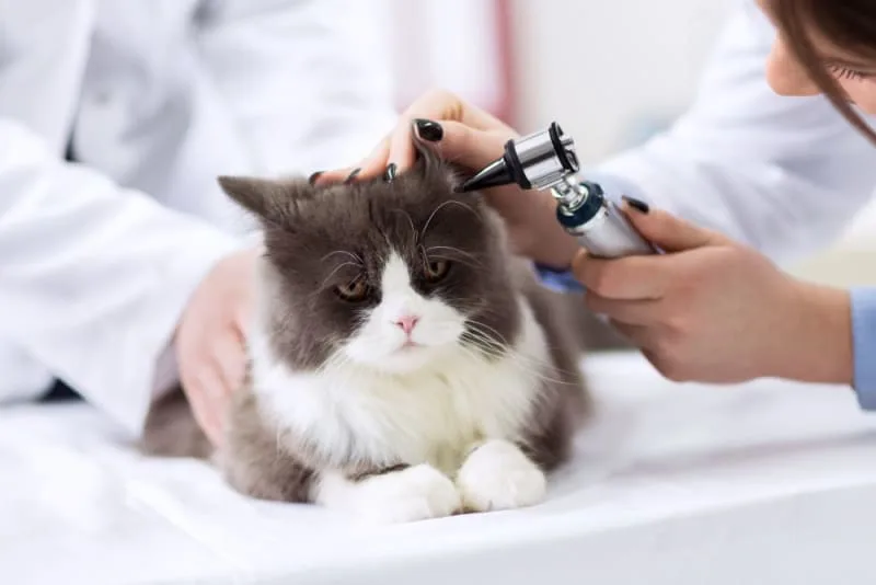 Ear Mites in Cats: Causes, Treatment & Prevention