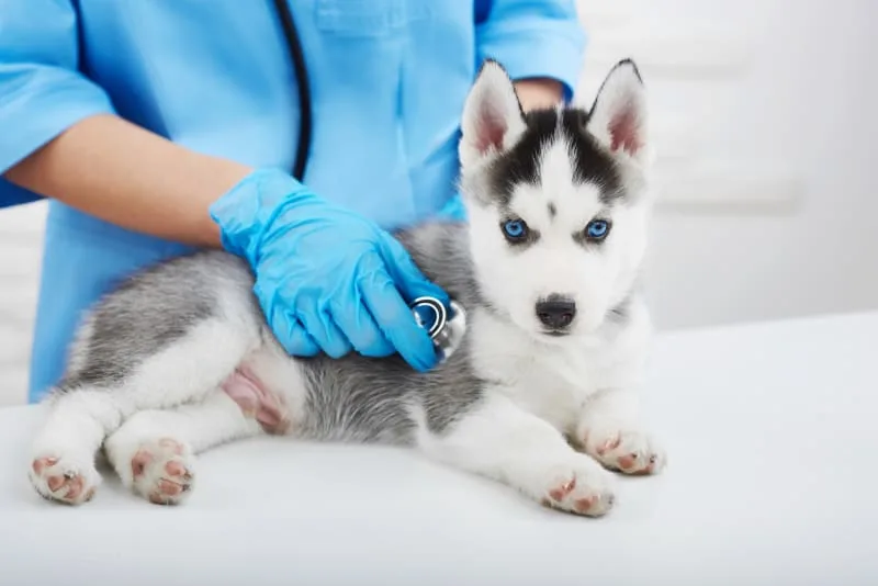 What to Expect at Your Puppy’s First Vet Checkup