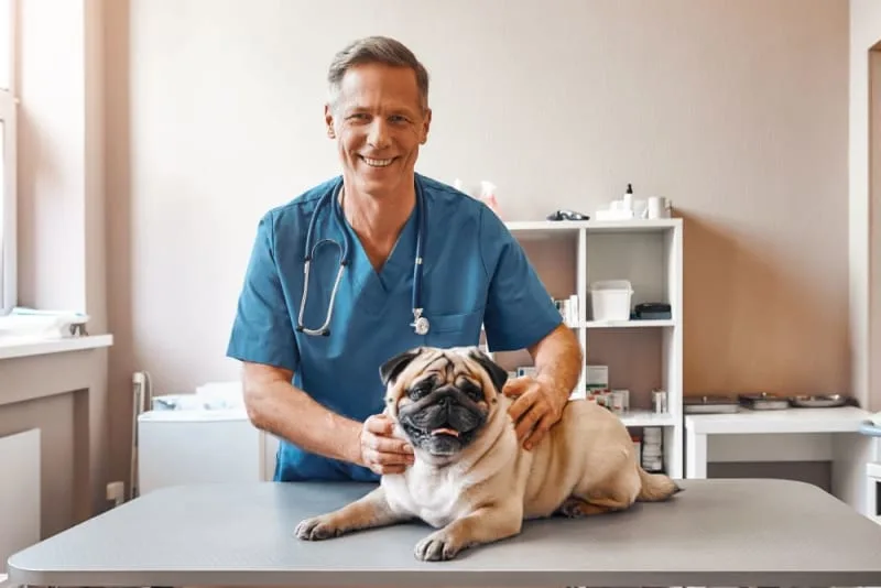 How to Prepare Your Dog for Surgery